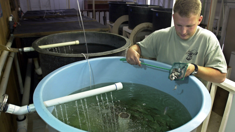 Illustration for article titled Farming Nemo: How Aquaculture Will Feed 9 Billion Hungry People